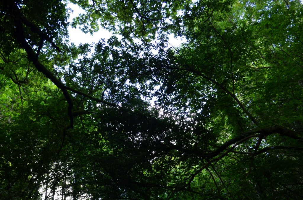 Muíños de Vesacarballa en Sabucedo