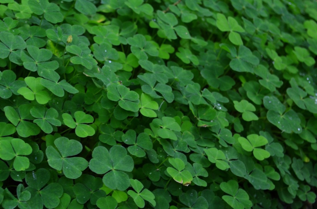 Muíños de Vesacarballa en Sabucedo