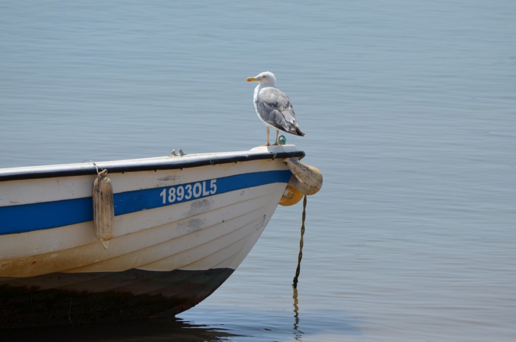 Tavira