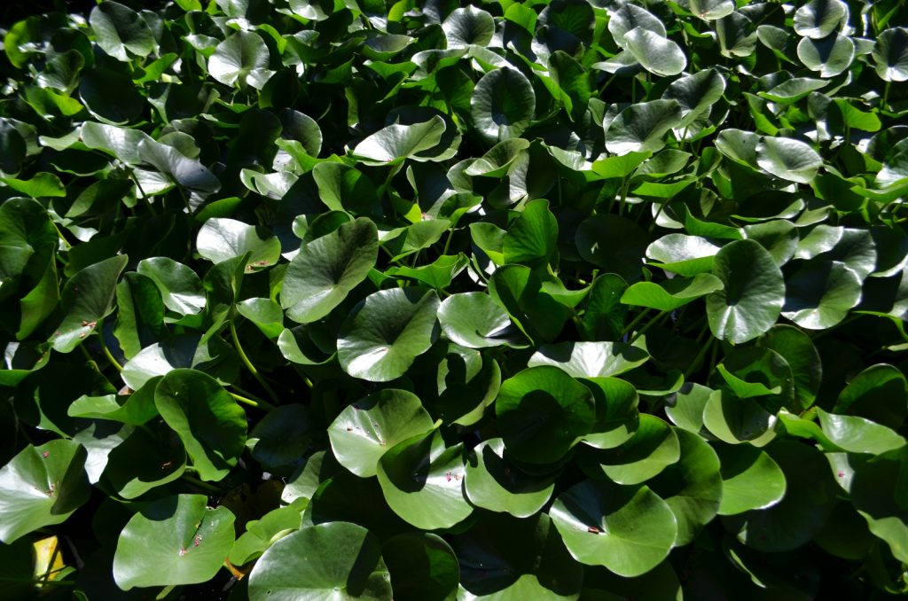 Pazo de Santa Cruz de Ribadulla 