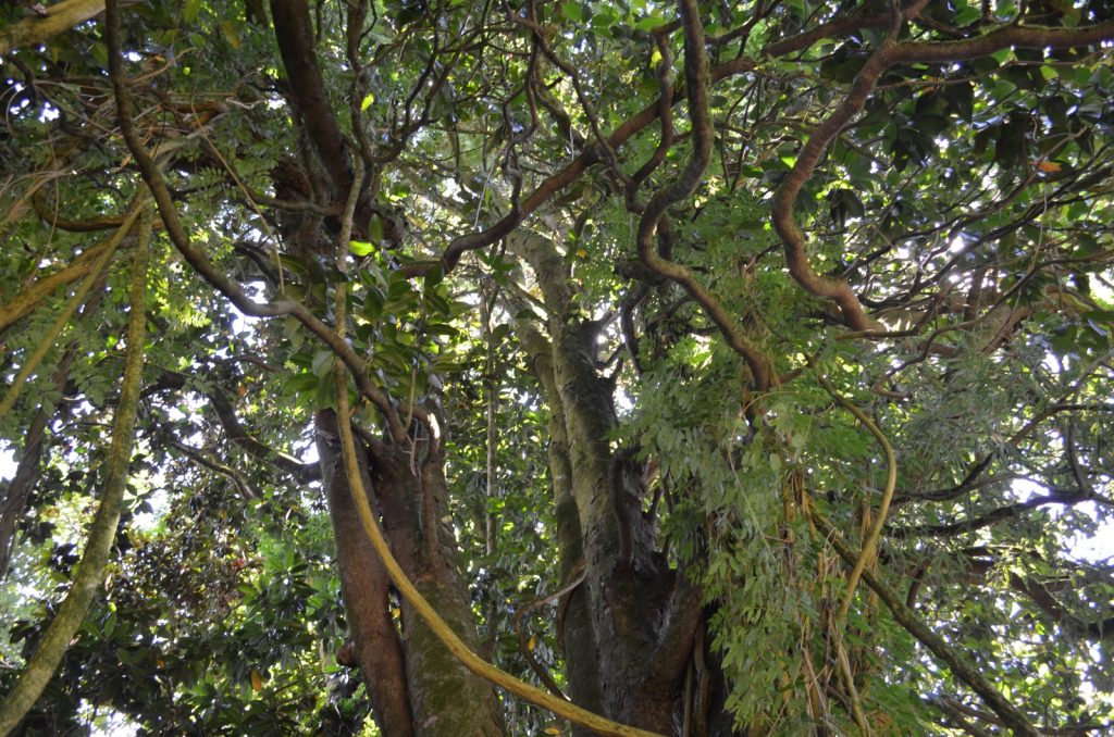 Pazo de Santa Cruz de Ribadulla 