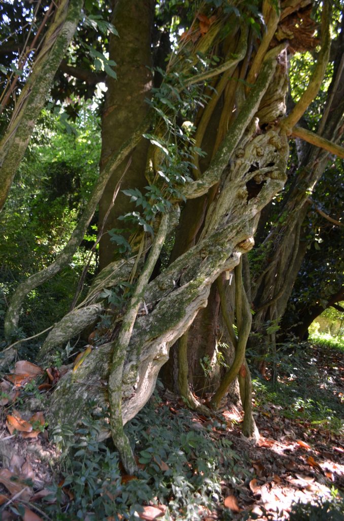 Pazo de Santa Cruz de Ribadulla 