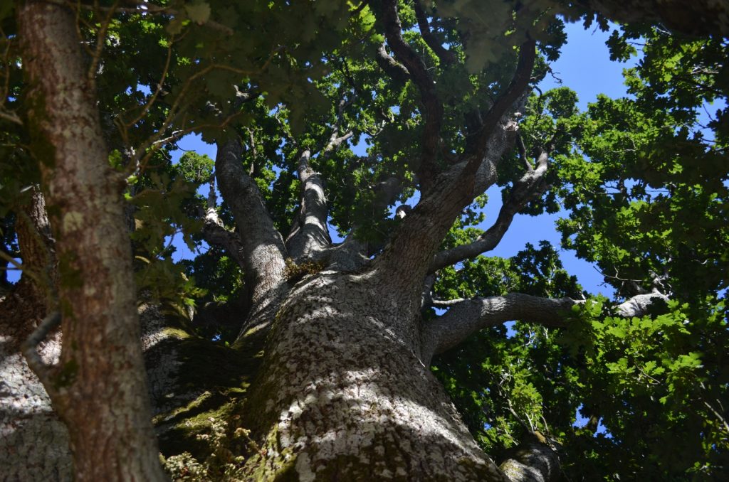 Pazo de Santa Cruz de Ribadulla 